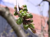 IMG_9748.JPG