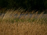 IMG_4711.JPG