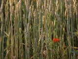 IMG_4712.JPG