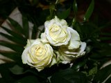 IMG_6812.JPG