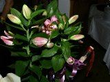 IMG_7002.JPG