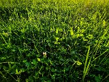 20210613_194151.JPG