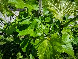 20210614_113410.JPG