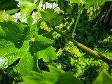 20210614_113433.JPG