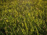 20210614_201520.JPG