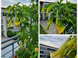 20220807_075904.jpg