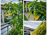 20220807_075904.jpg